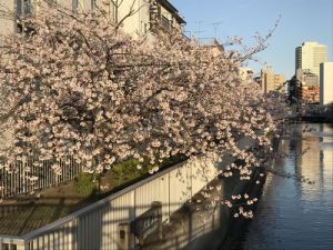 仙台堀川桜